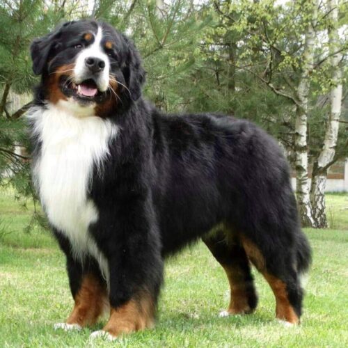 Berneński Pies Pasterski z hodowli stojący na trawie.