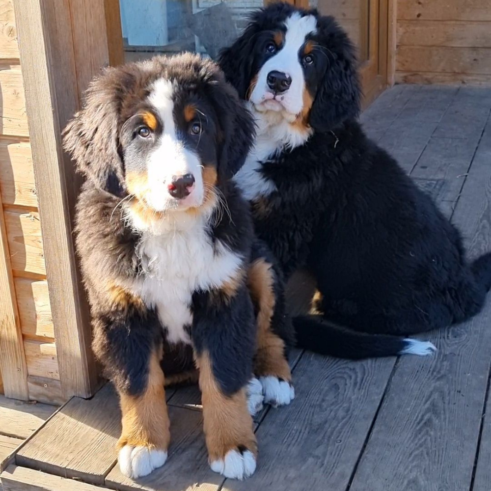  <span class="lte-header lte-h5"> Nasze mioty </span> 